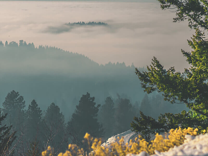 foggy weather in nature with some trees