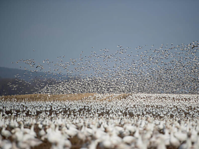 a lot of seagulls near the ground flying together