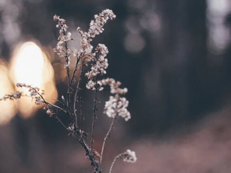 close up picture of a twig