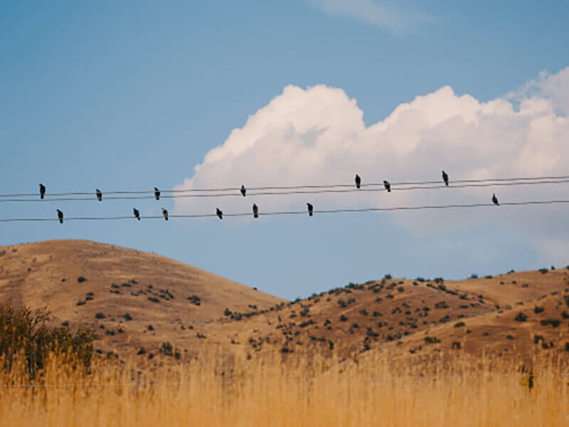 birds are sitting on the wires